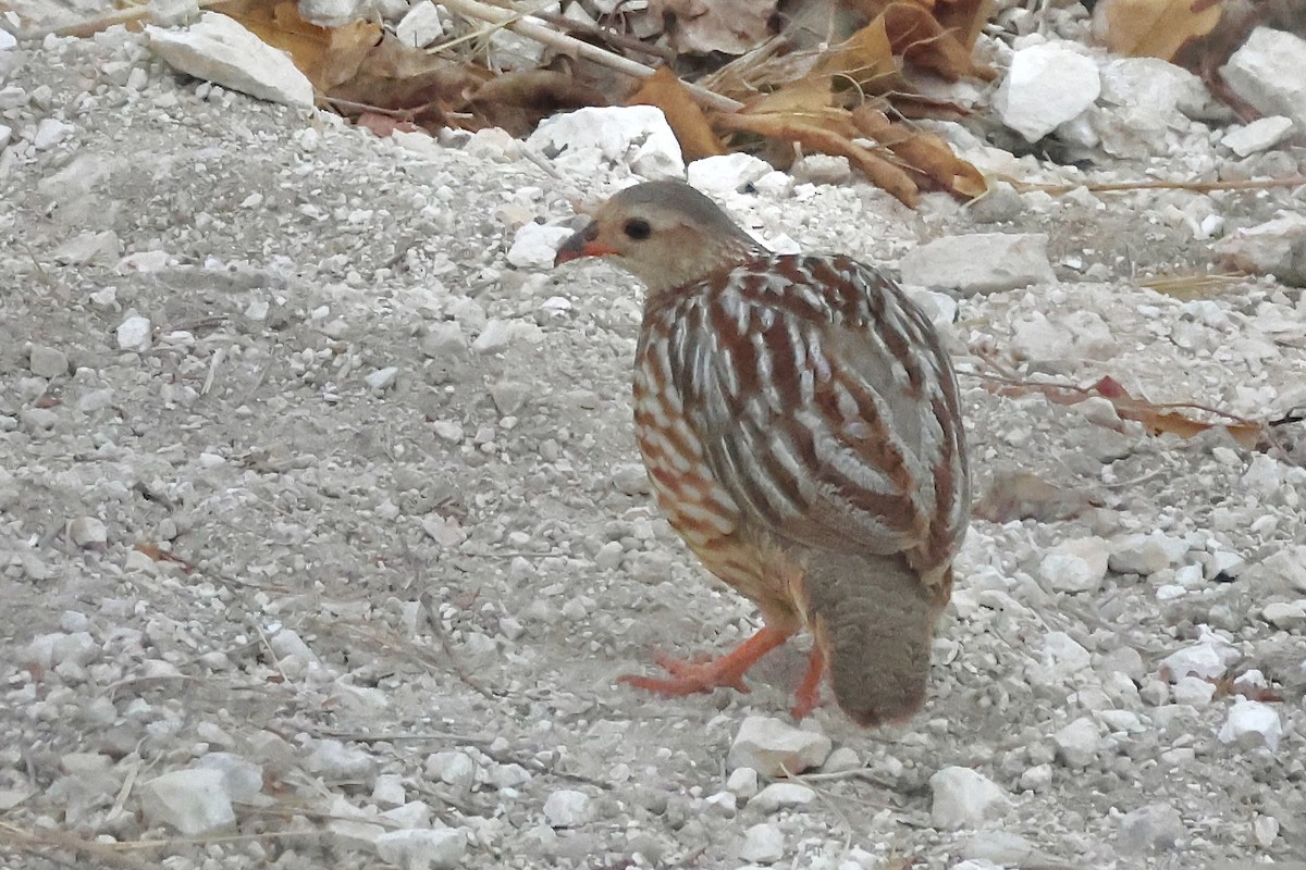 Gray-striped Spurfowl - ML643696175