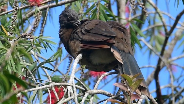 Gray-headed Chachalaca - ML643696176