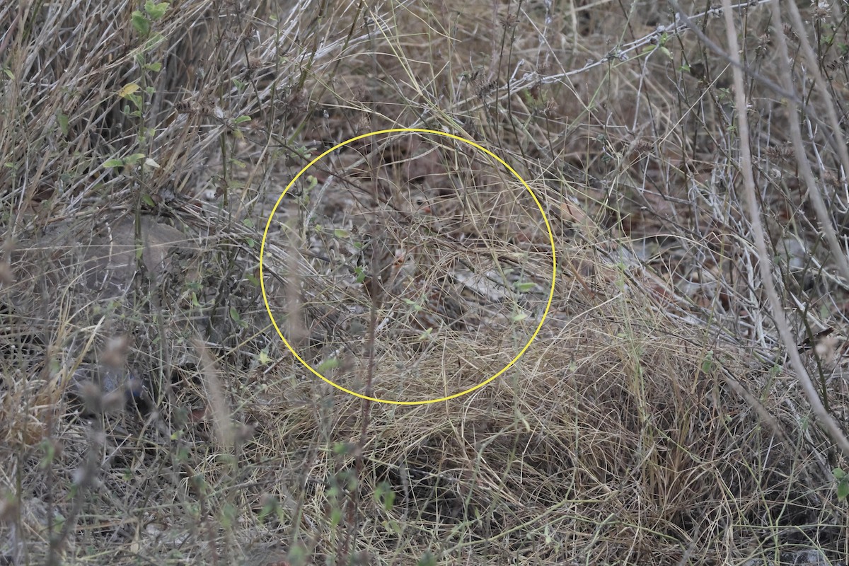 Gray-striped Spurfowl - ML643696177