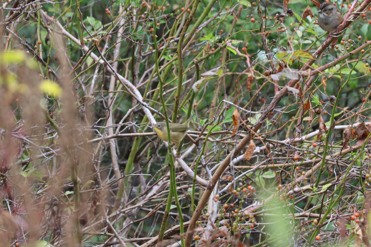 Common Yellowthroat - ML643696180