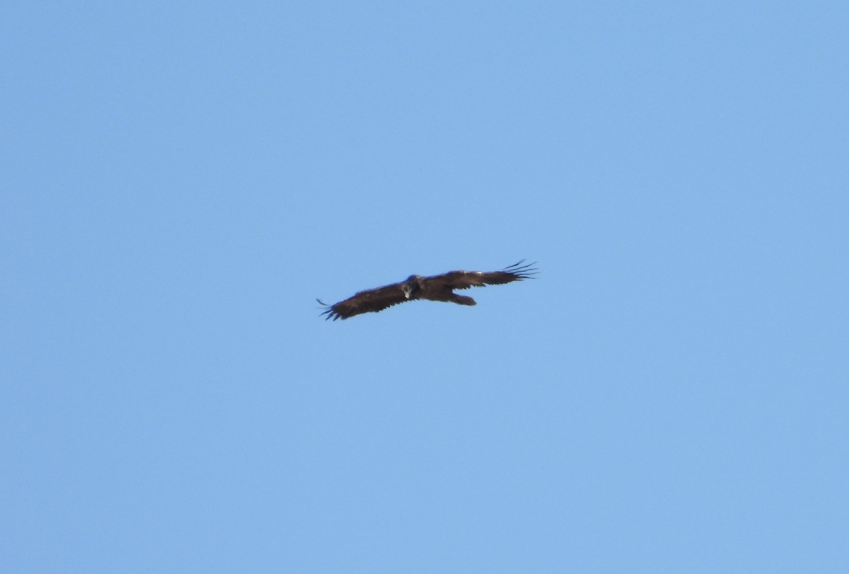 Bearded Vulture - ML643696181