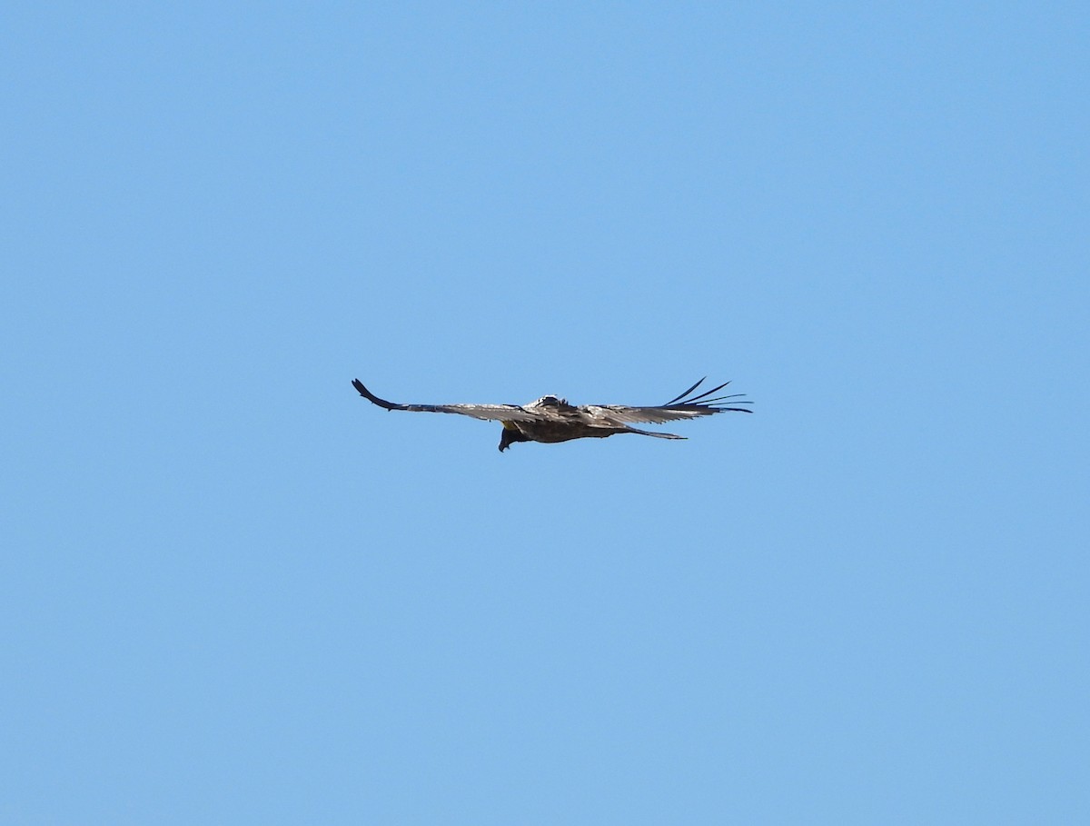Bearded Vulture - ML643696182