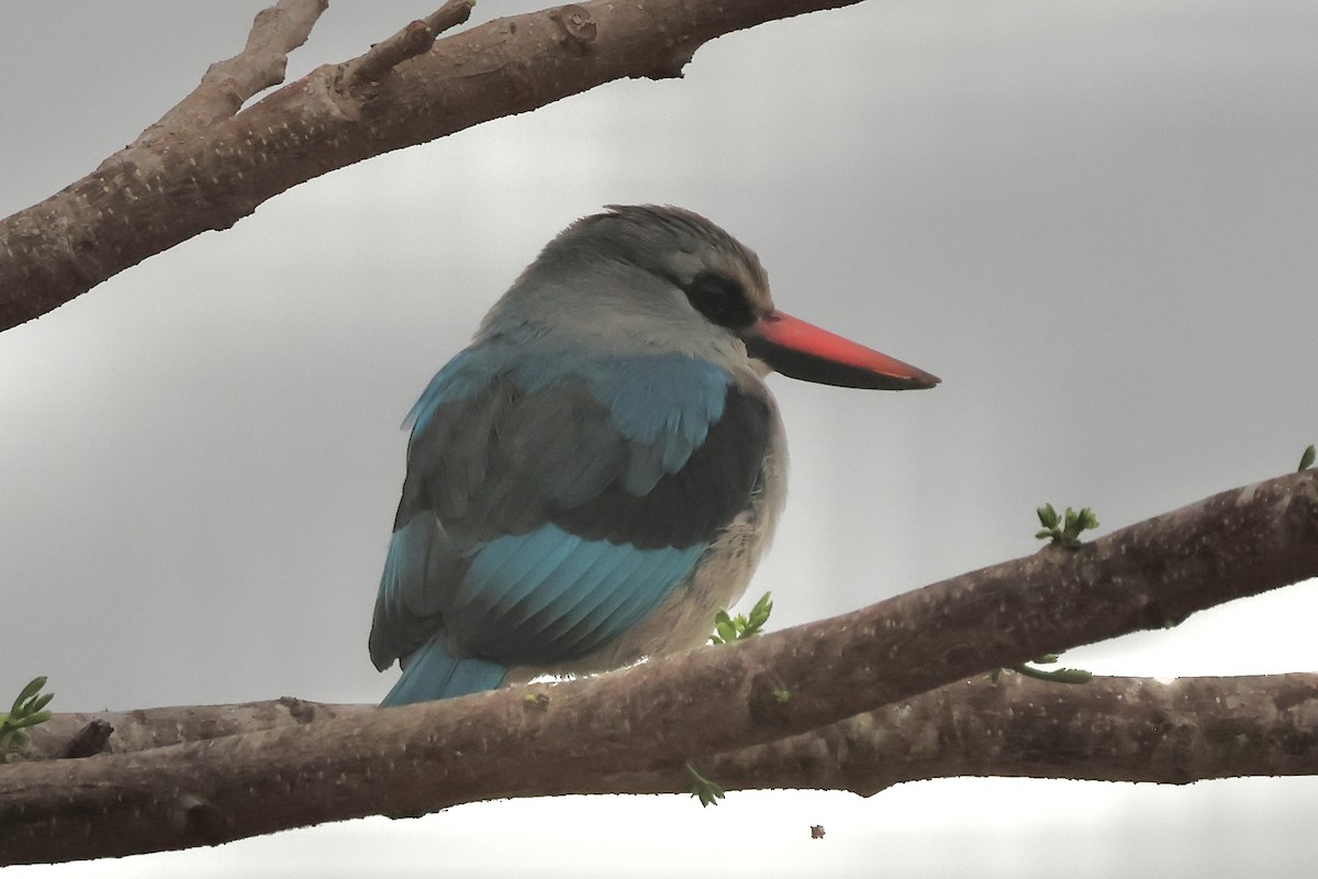 Woodland Kingfisher - ML643696184