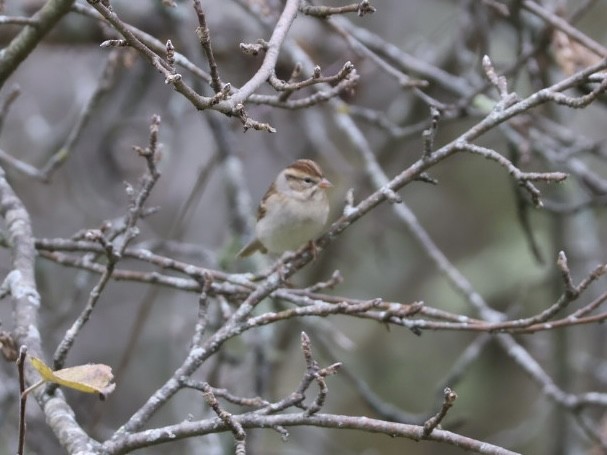 Chipping Sparrow - ML643696185