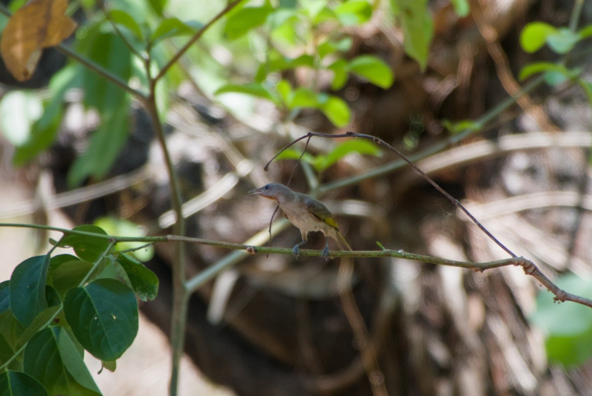 Rufous-throated Honeyeater - ML643696186