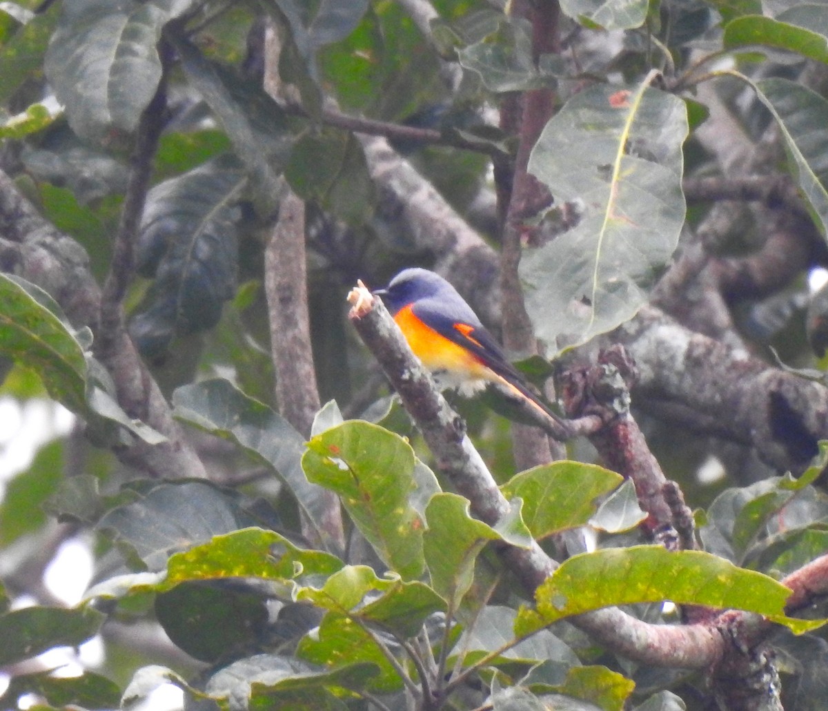Small Minivet - ML643696199