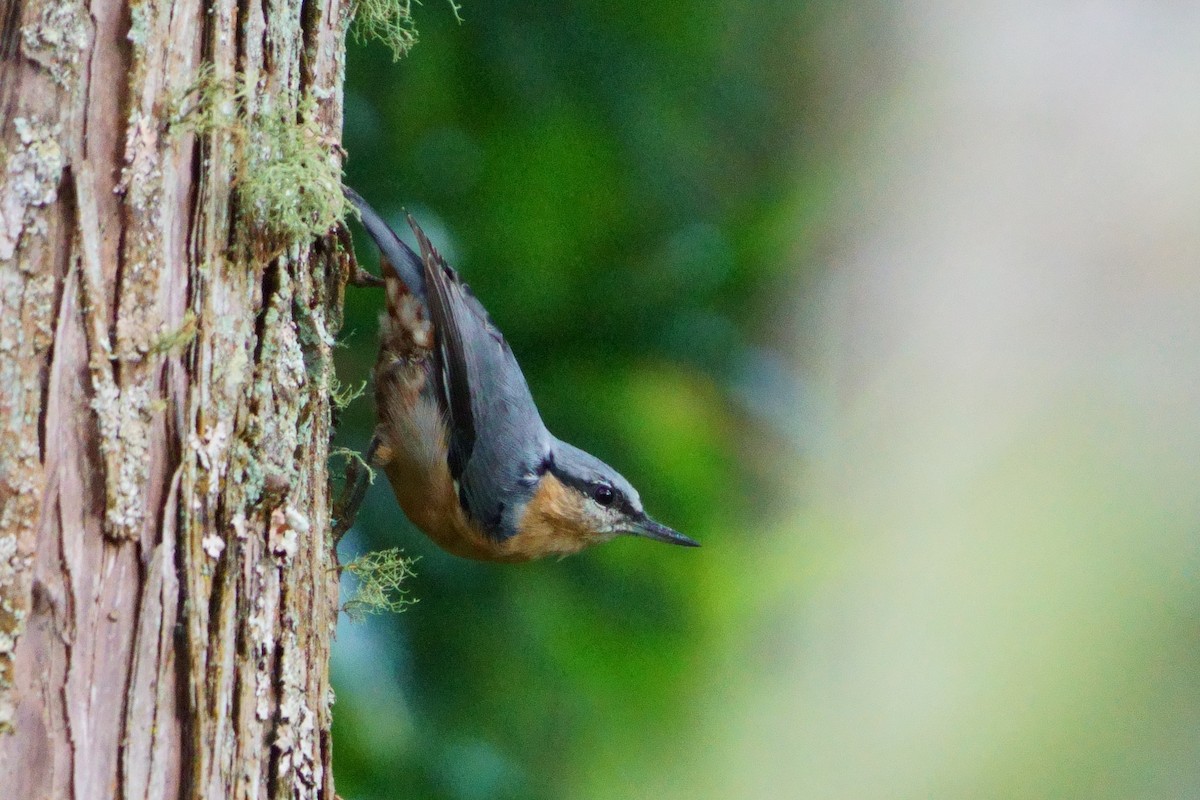 Eurasian Nuthatch - ML643696201