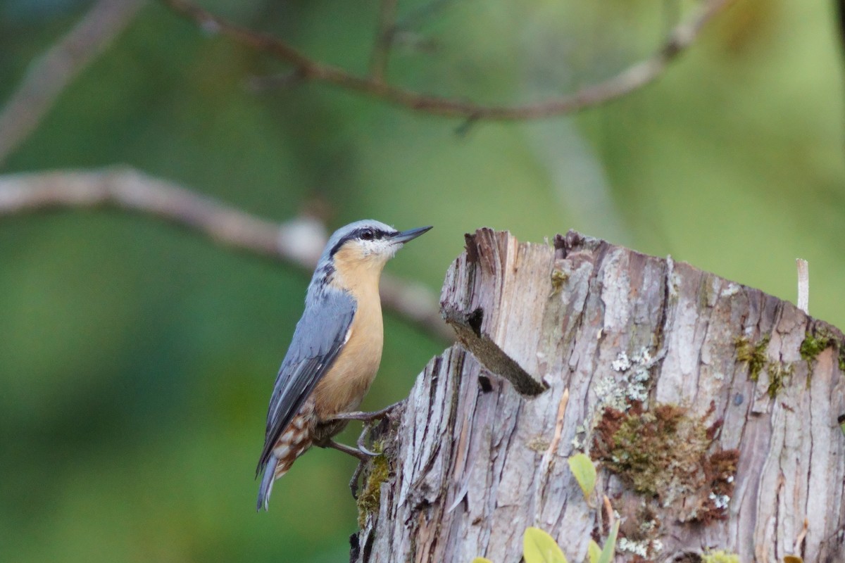Eurasian Nuthatch - ML643696202