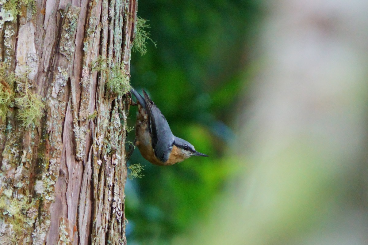 Eurasian Nuthatch - ML643696203
