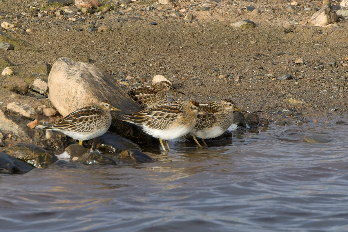 Sharp-tailed Sandpiper - ML643696207