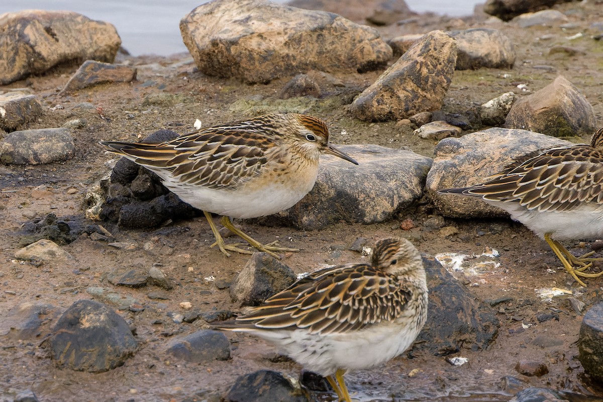 Sharp-tailed Sandpiper - ML643696208