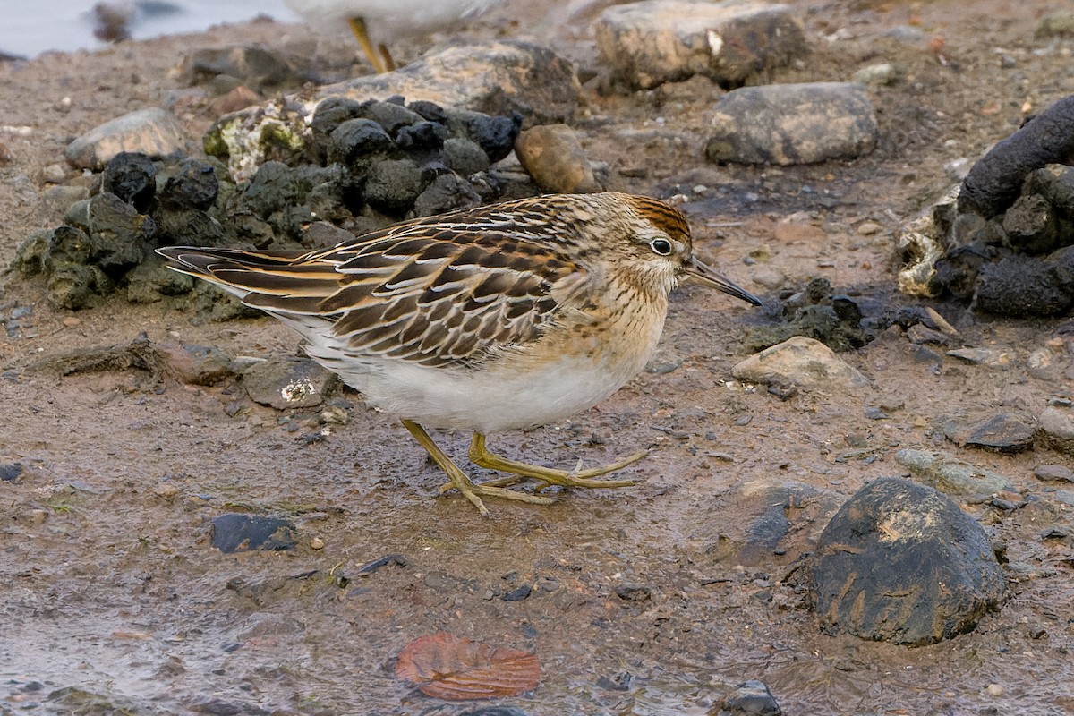 Sharp-tailed Sandpiper - ML643696209