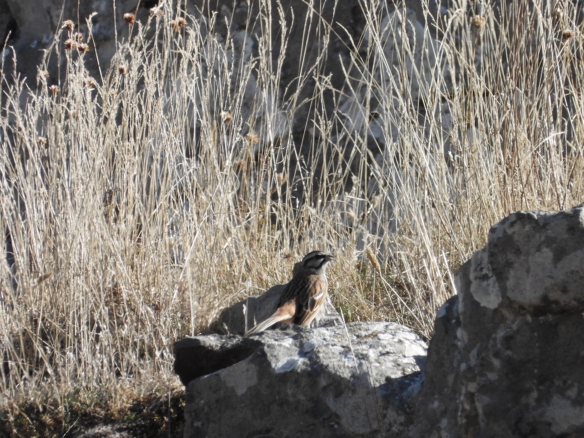 Rock Bunting - ML643696211