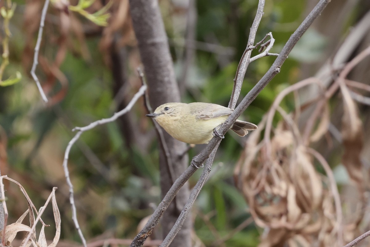 Yellow Thornbill - ML643696228