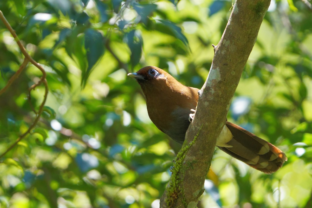 Rusty Laughingthrush - ML643696229