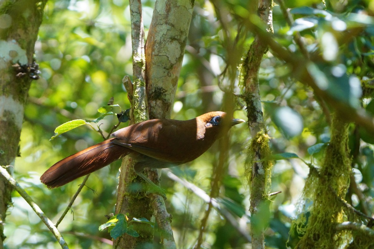 Rusty Laughingthrush - ML643696230