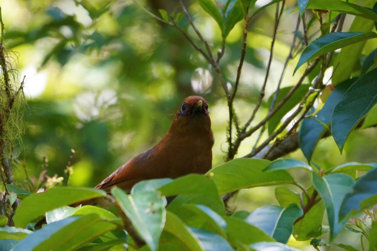 Rusty Laughingthrush - ML643696231