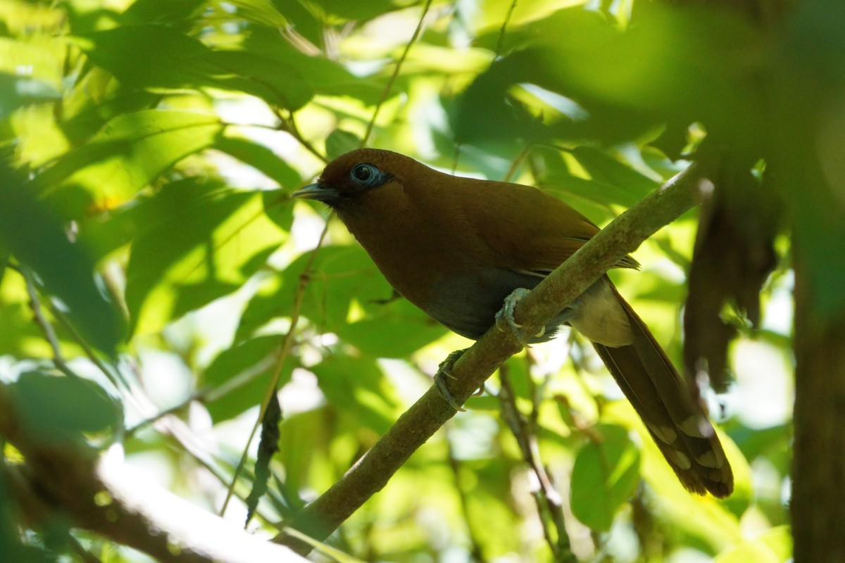 Rusty Laughingthrush - ML643696232