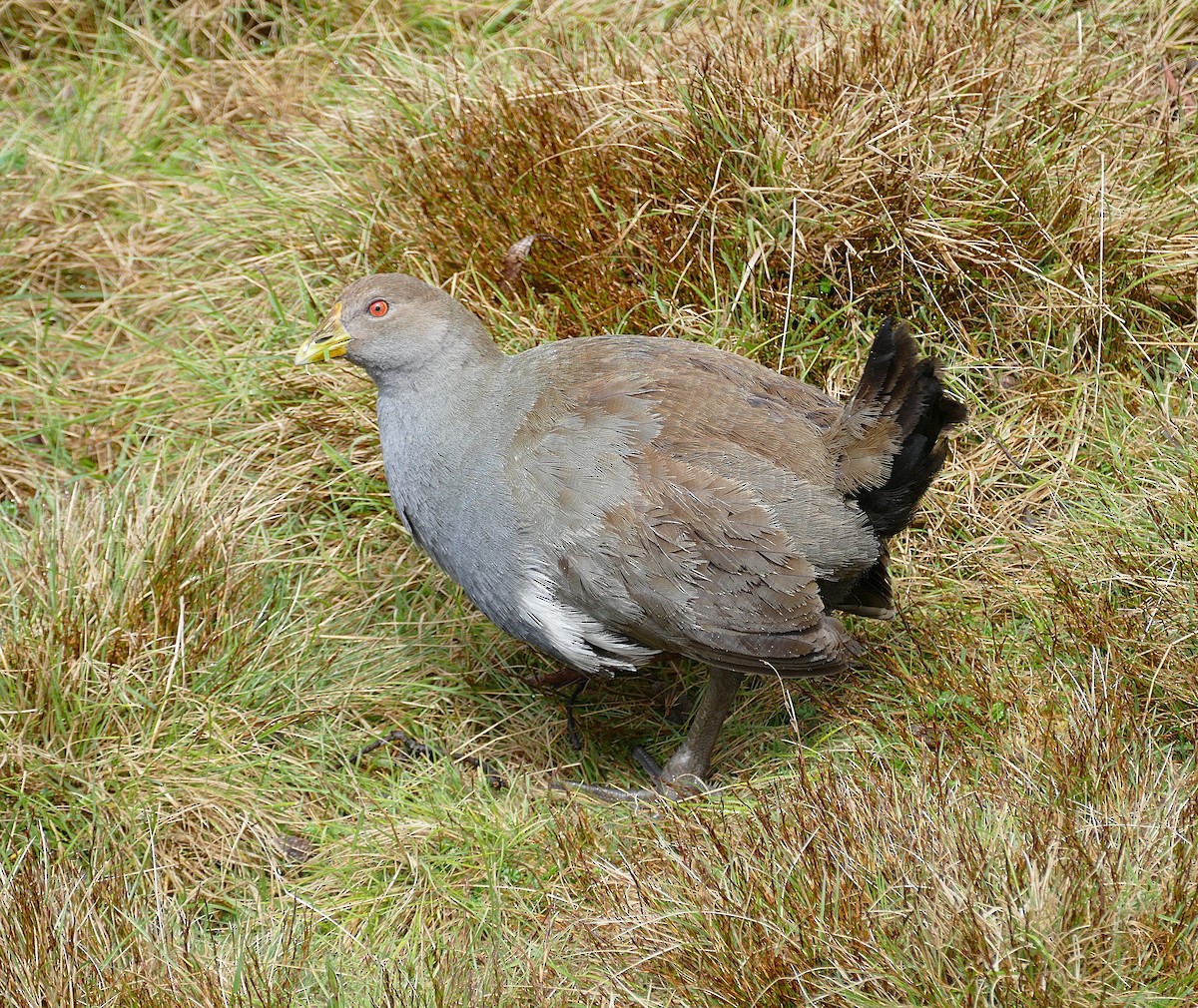 Tasmanian Nativehen - ML643696235