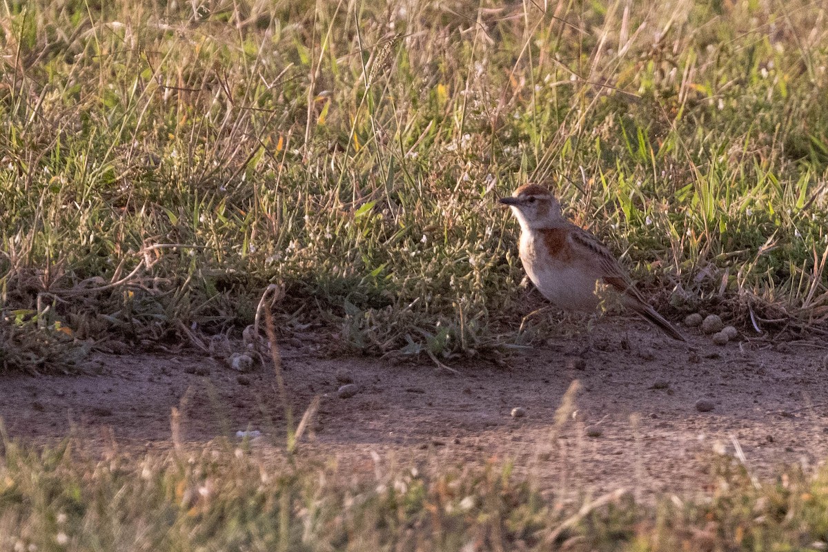 Red-capped Lark - ML643696250