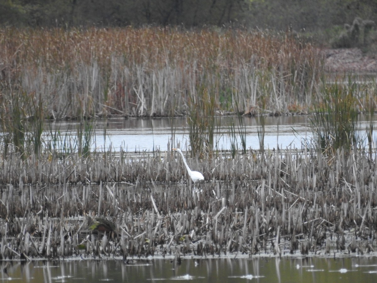 Great Egret - ML643696258