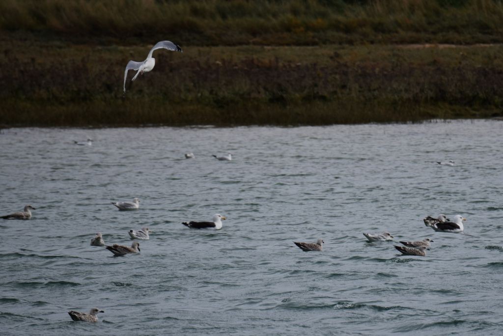 Great Black-backed Gull - ML643696259