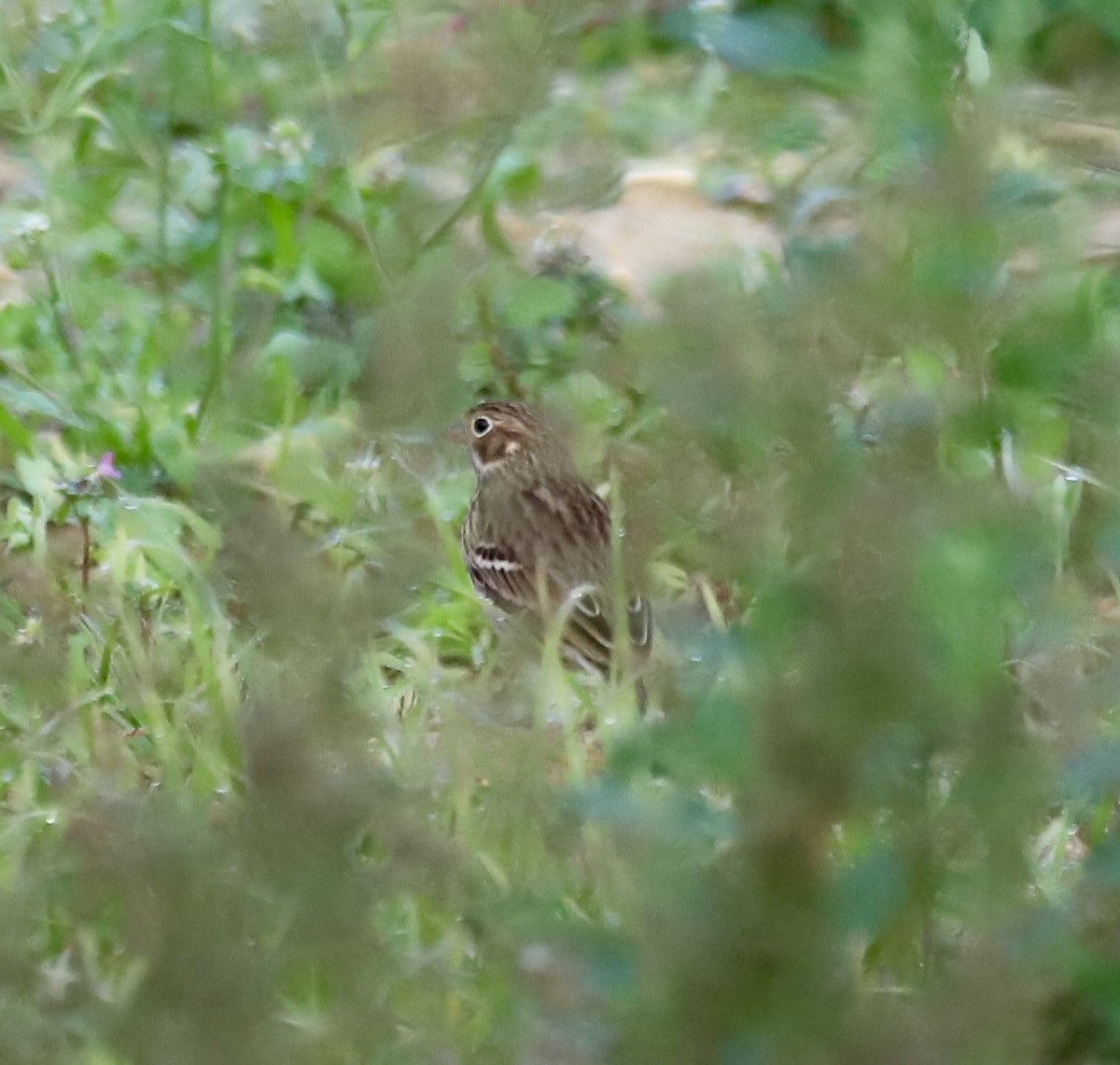 Vesper Sparrow - ML643696263