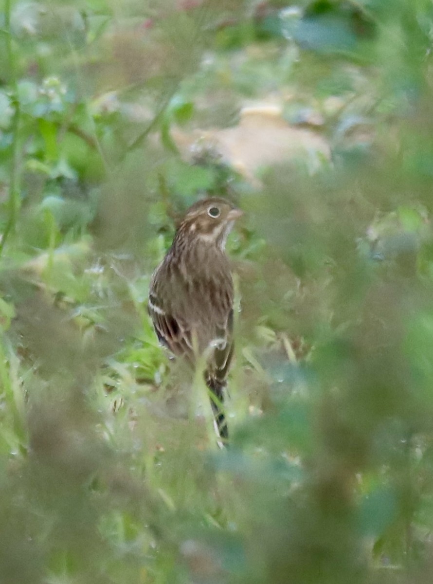 Vesper Sparrow - ML643696264