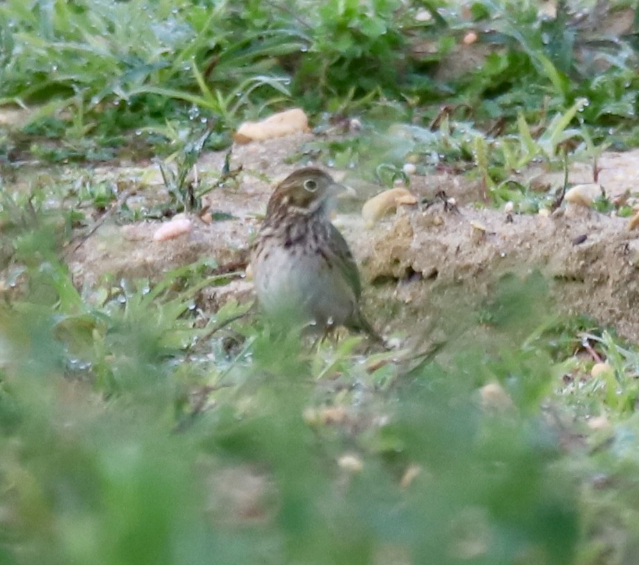 Vesper Sparrow - ML643696265
