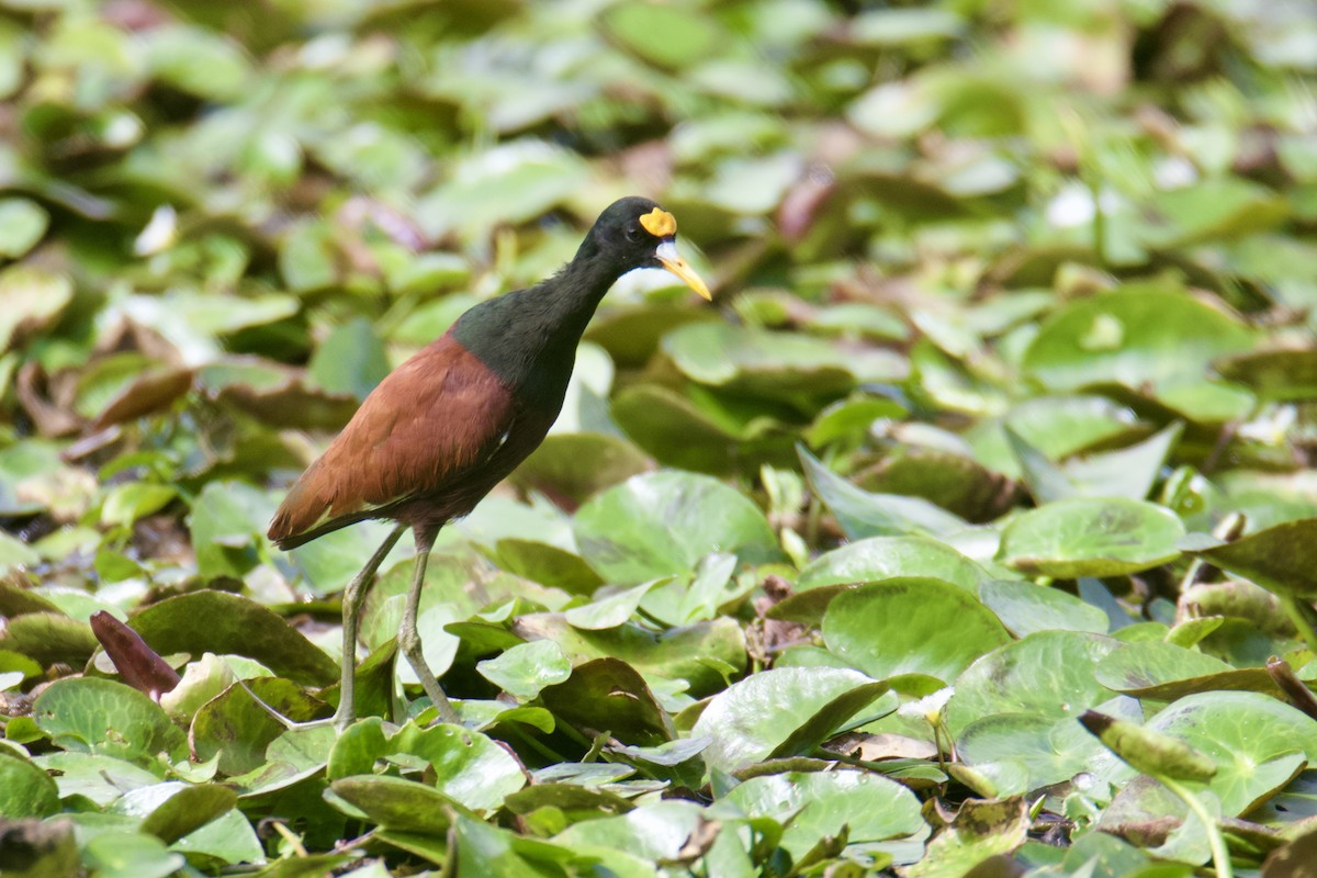 Northern Jacana - ML643696270