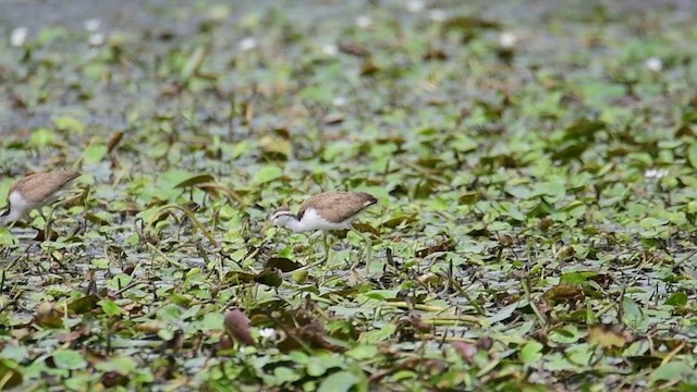 Northern Jacana - ML643696277