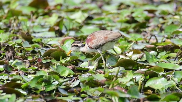 Northern Jacana - ML643696279