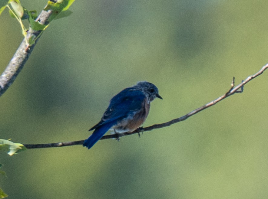 Eastern Bluebird - ML643696282