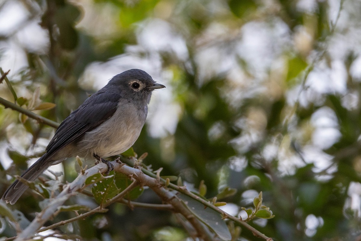White-eyed Slaty-Flycatcher - ML643696284