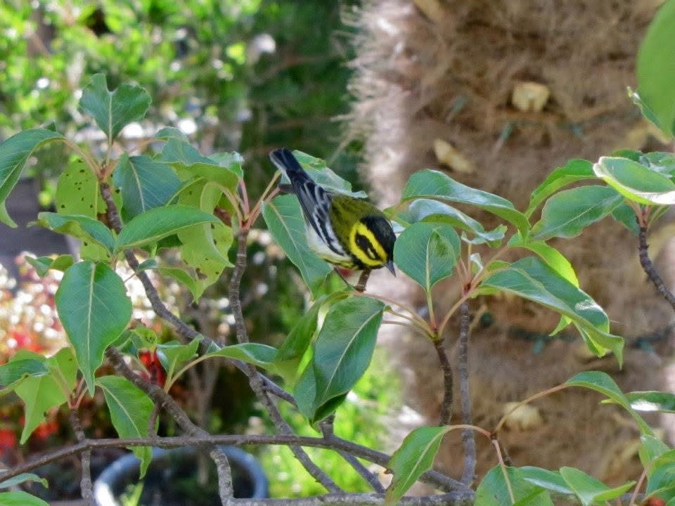 Townsend's Warbler - ML643696286