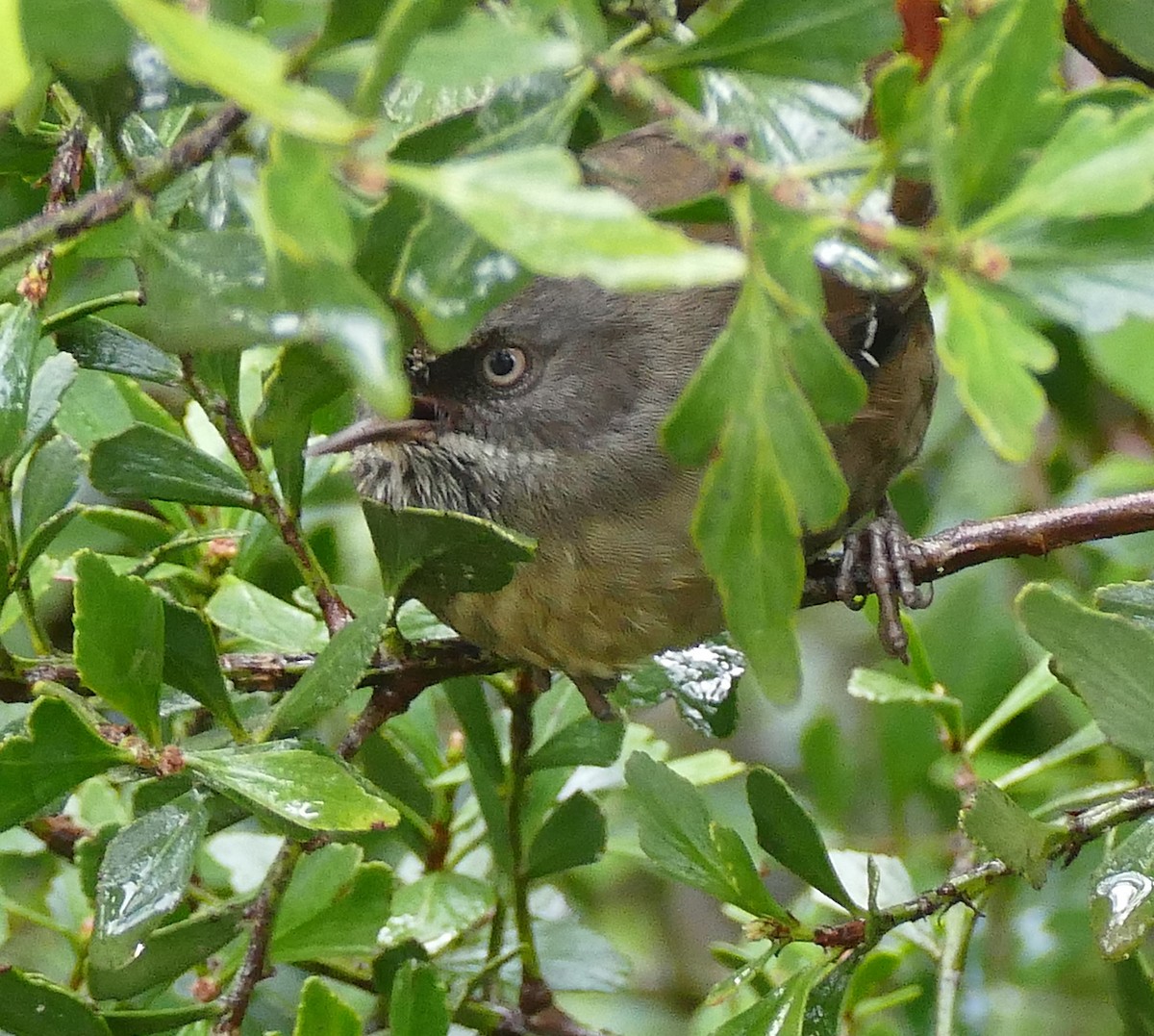 Tasmanian Scrubwren - ML643696289