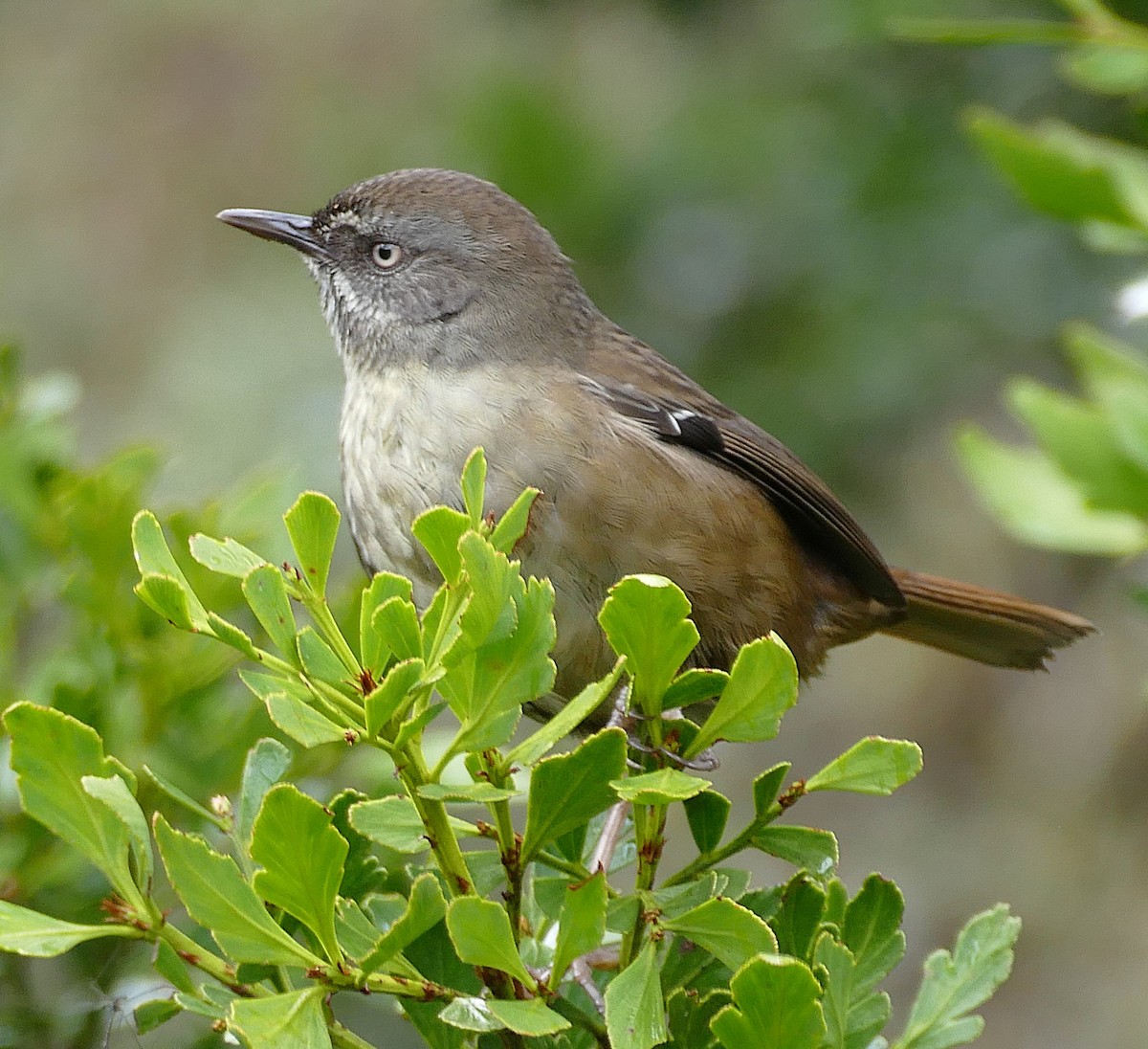 Tasmanian Scrubwren - ML643696290