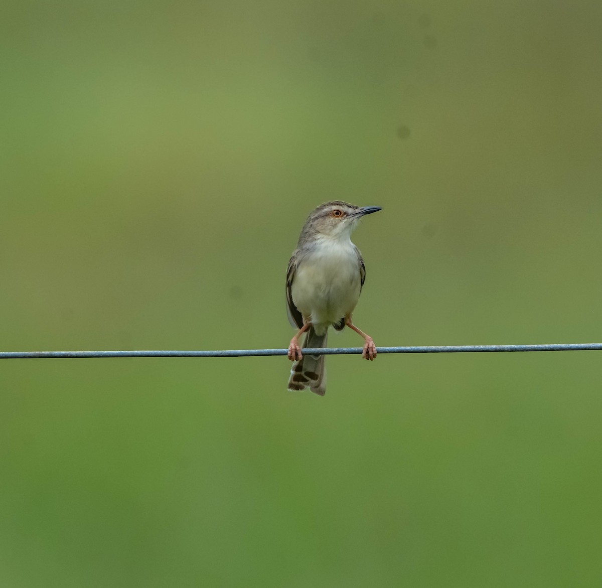 orientprinia - ML643696292