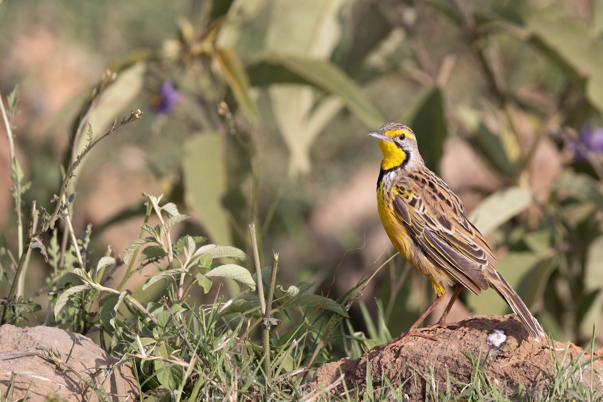 gulstrupepiplerke - ML643696311