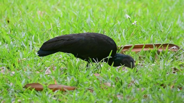 Green Ibis - ML643696316