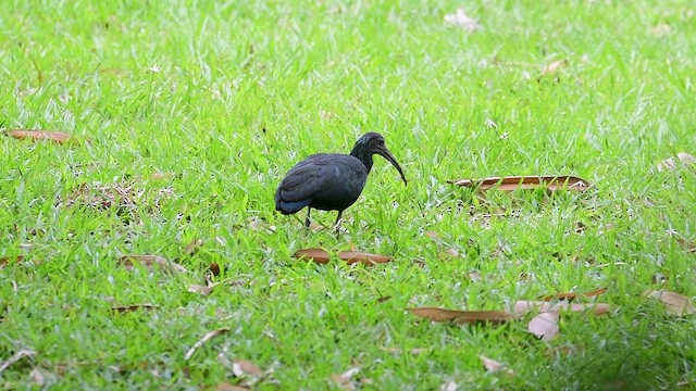 Green Ibis - ML643696317