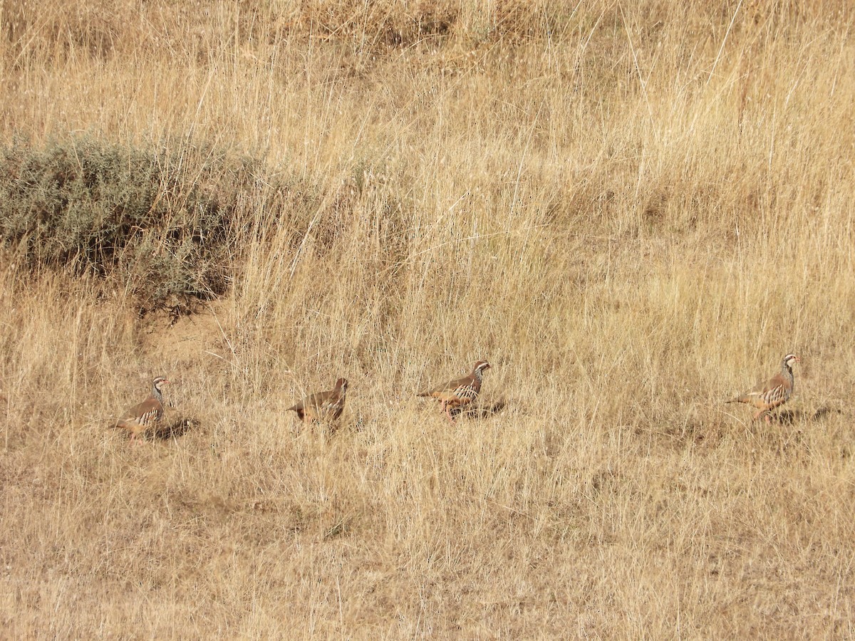 Red-legged Partridge - ML643696321
