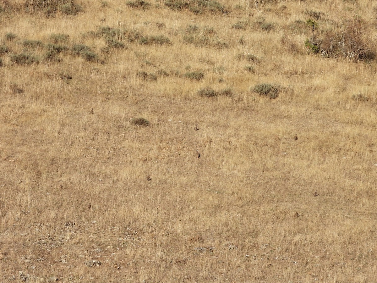 Red-legged Partridge - ML643696323