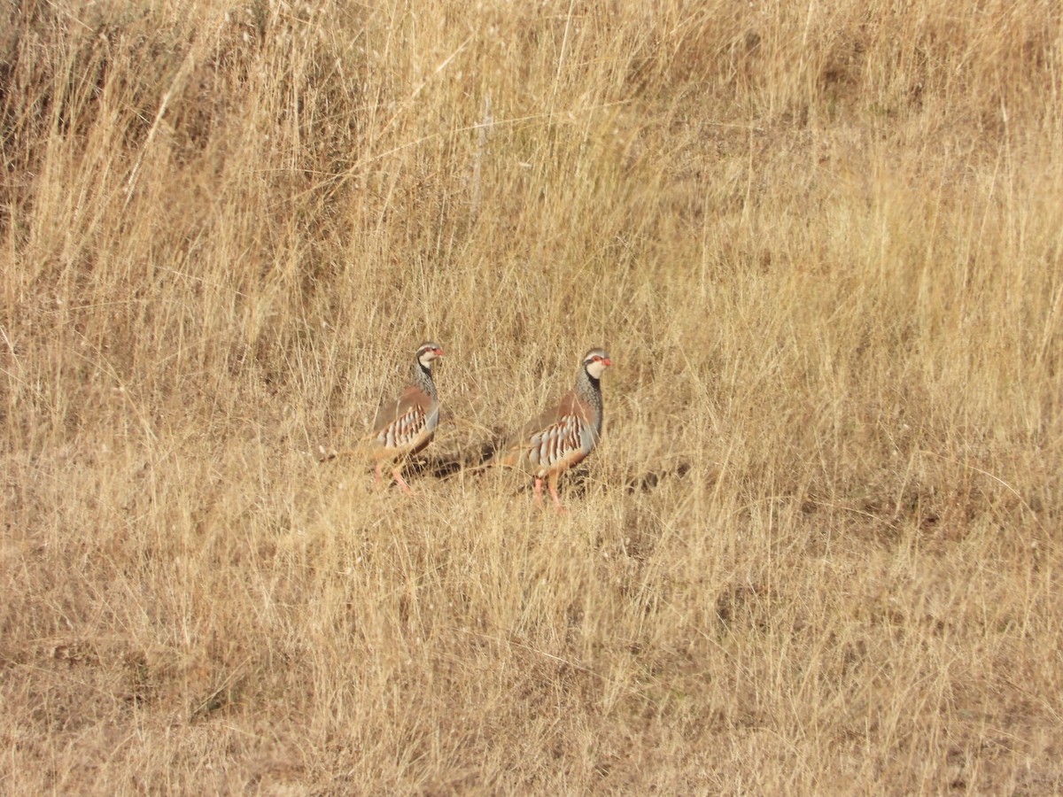 Red-legged Partridge - ML643696324