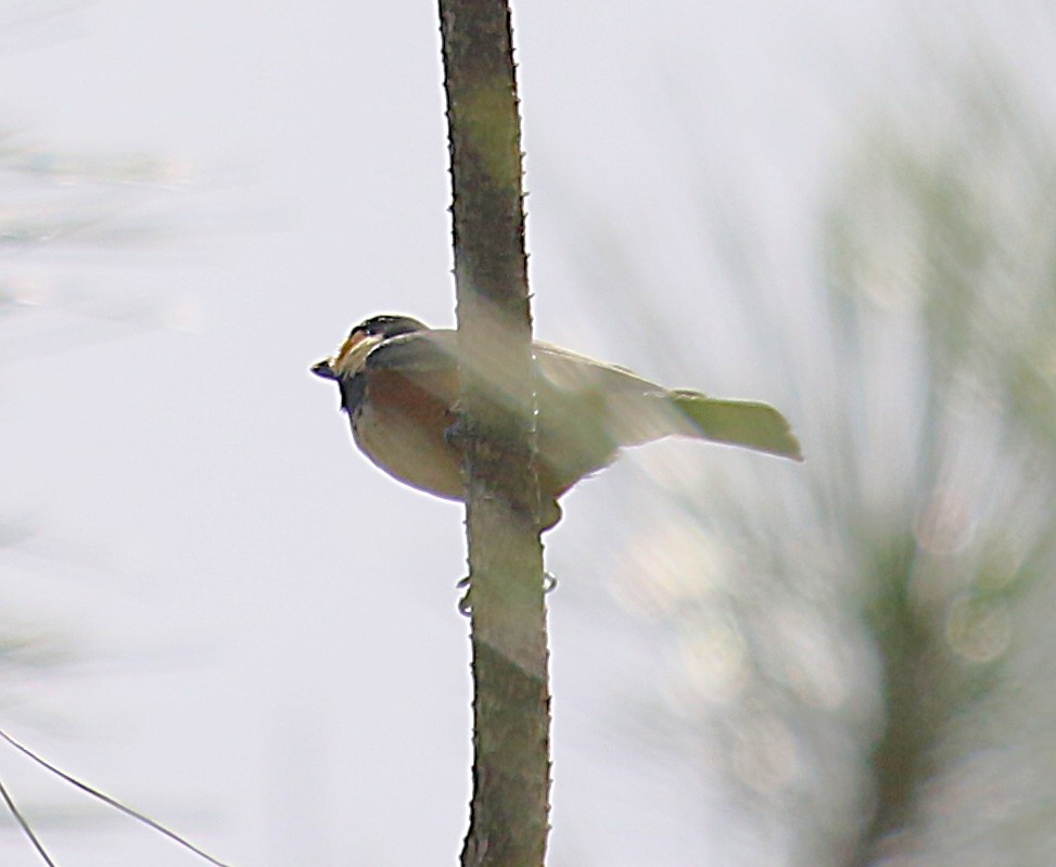Varied Tit - ML643696335