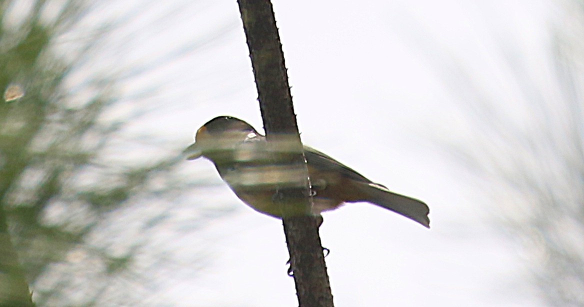 Varied Tit - ML643696336