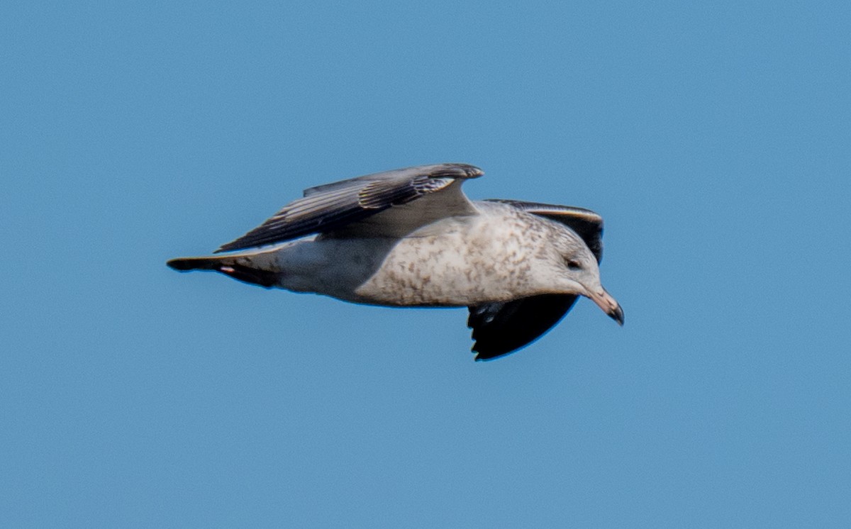 Ring-billed Gull - ML643696348