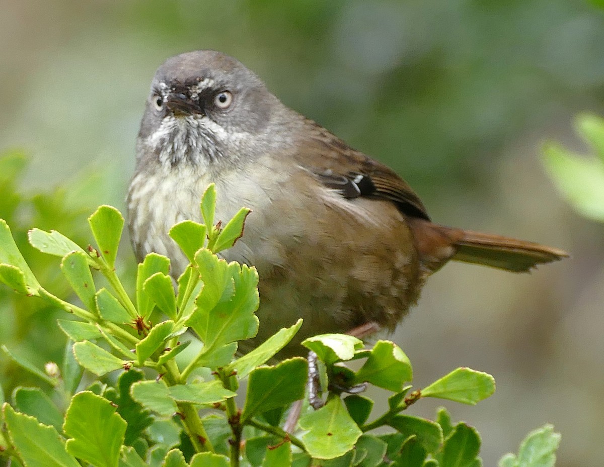 Tasmanian Scrubwren - ML643696349