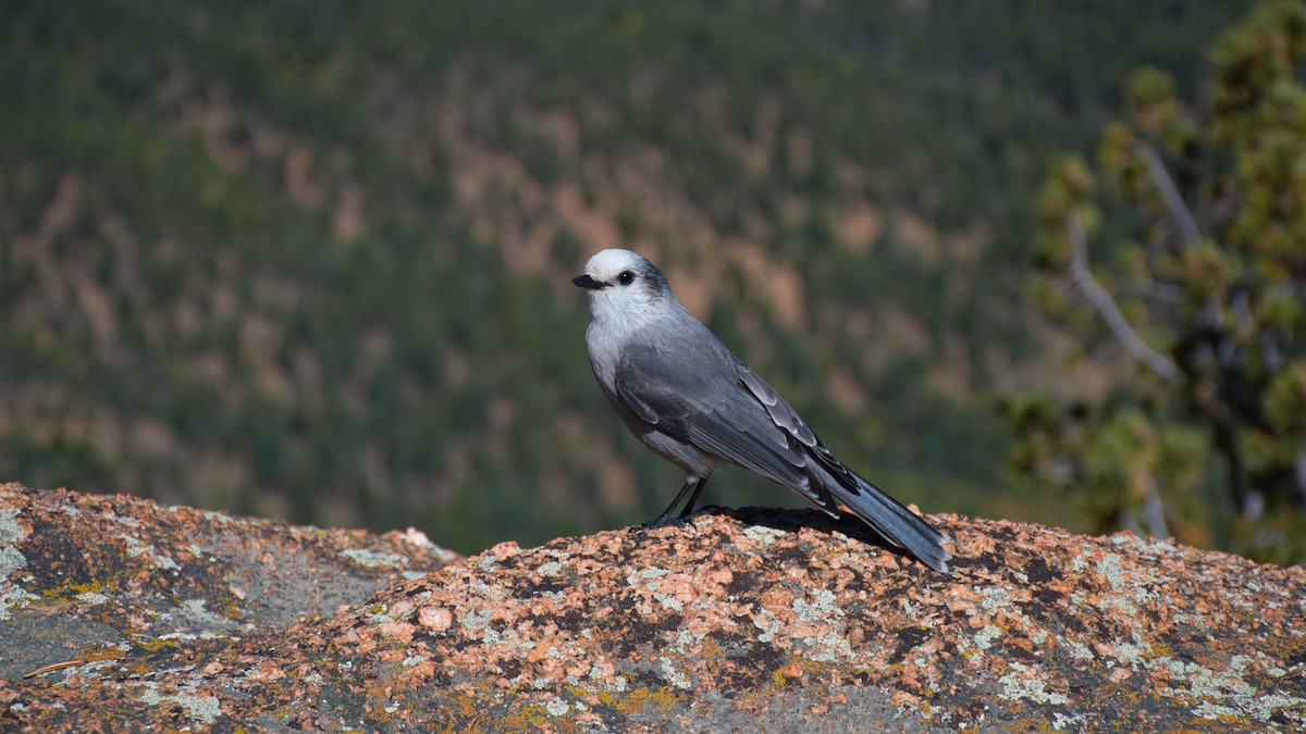 Canada Jay - ML643696367