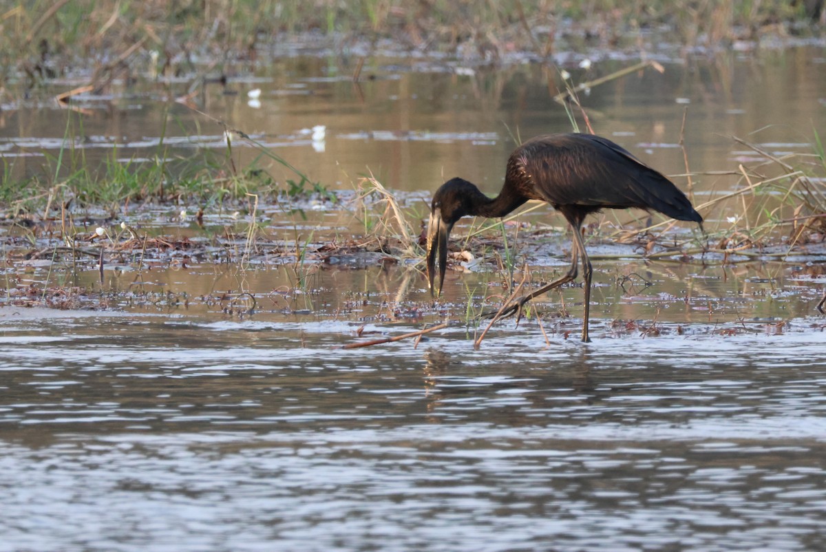 African Openbill - ML643696368